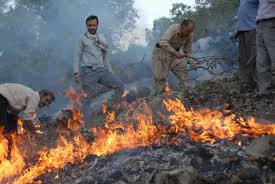 واکنش منابع طبیعی به خبر شعله‌های بی‌تدبیری در جنگل‌های کهگیلویه و بویراحمد:رسالت رسانه ها نقد منصفانه است/نیروهای منابع طبیعی با تمام توان پای کار است